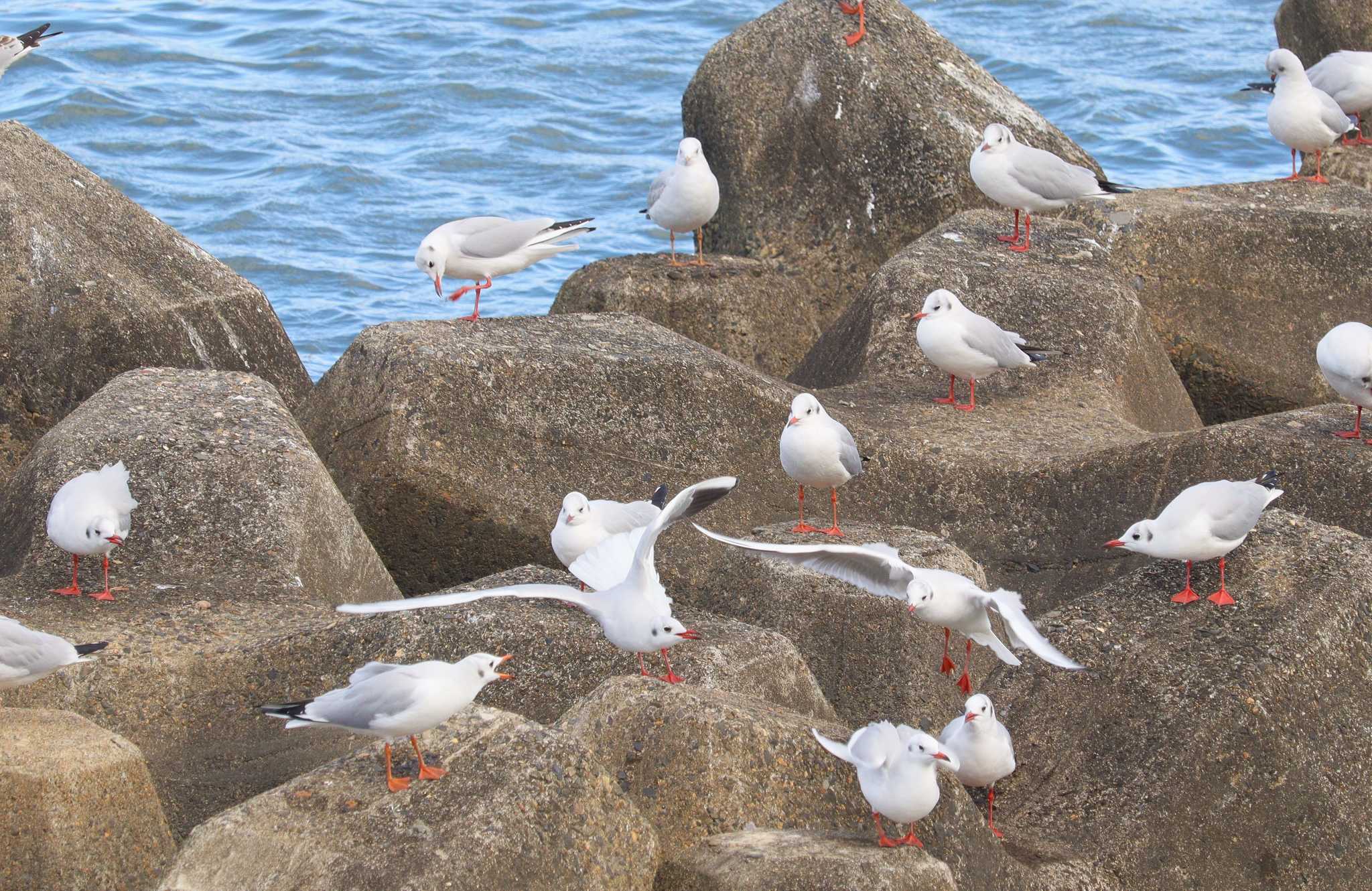 Black-headed Gull