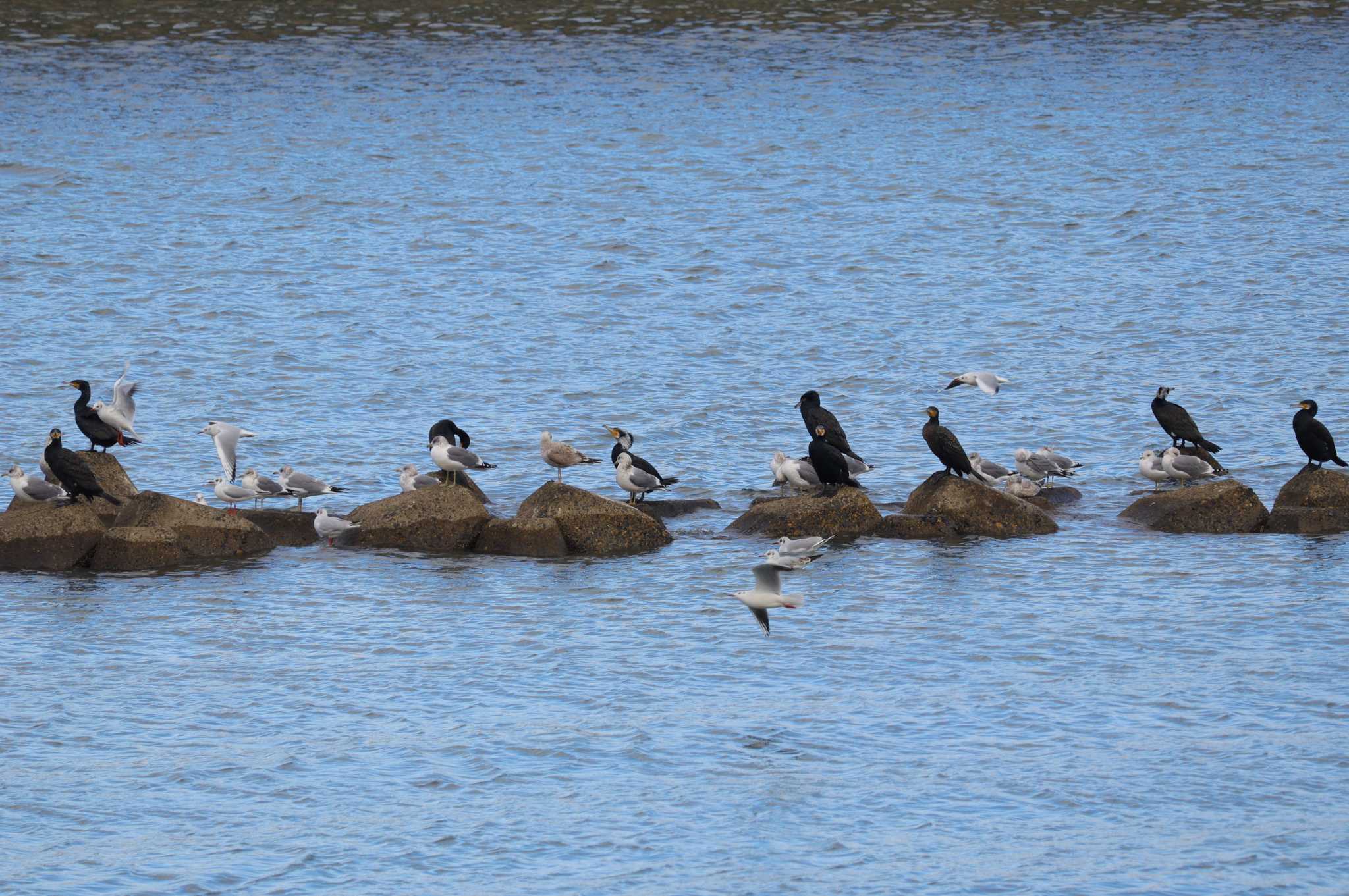 Japanese Cormorant