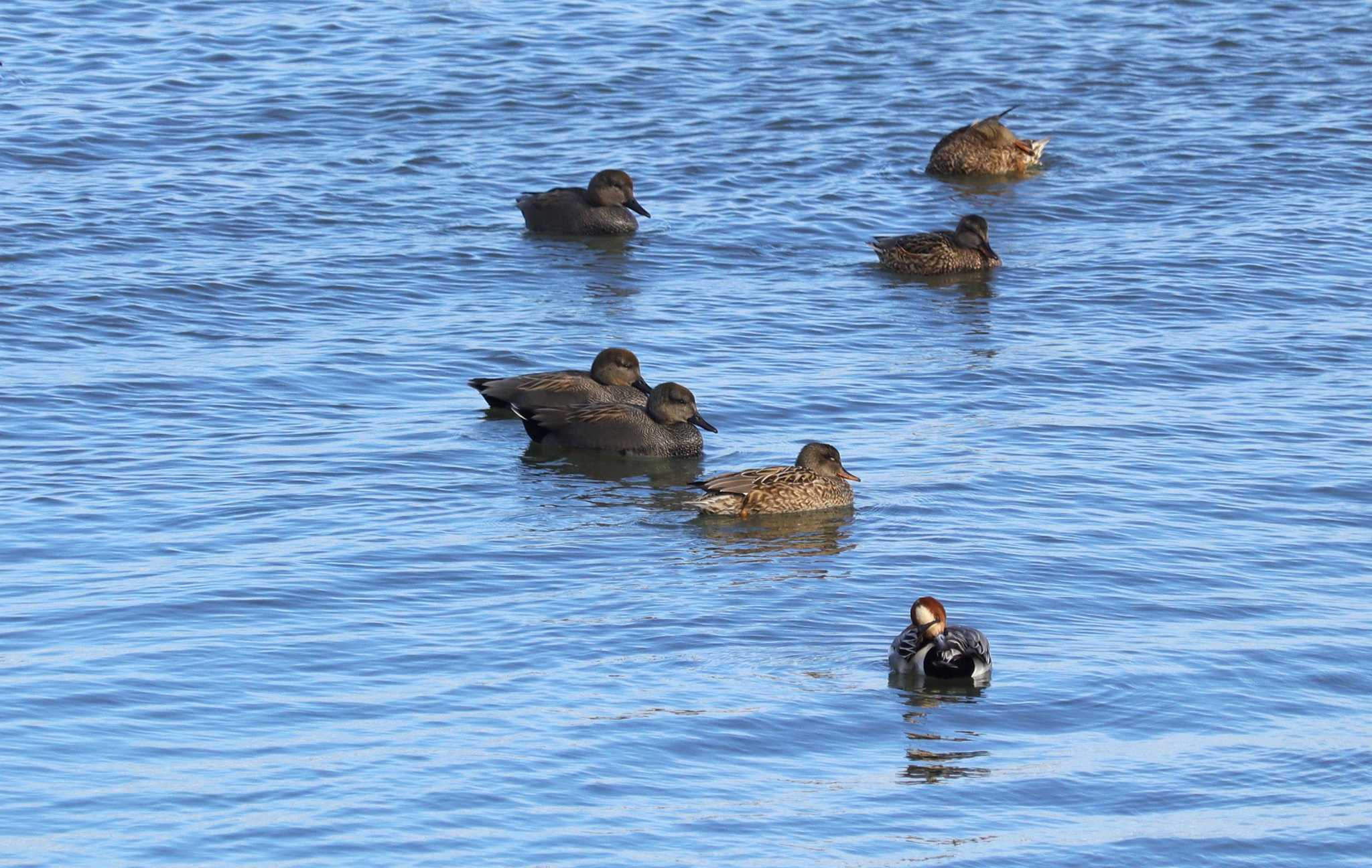 Gadwall