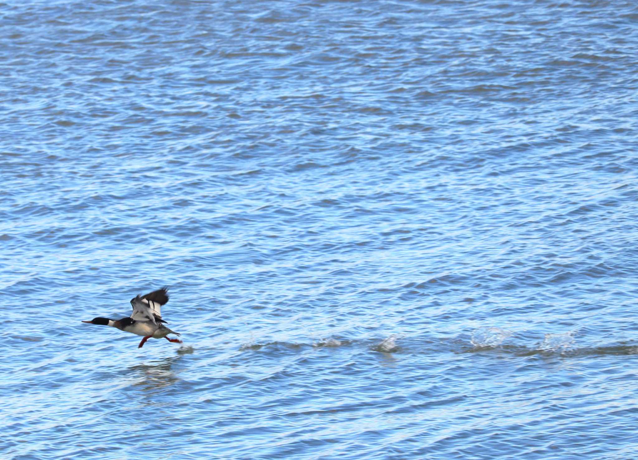 Red-breasted Merganser