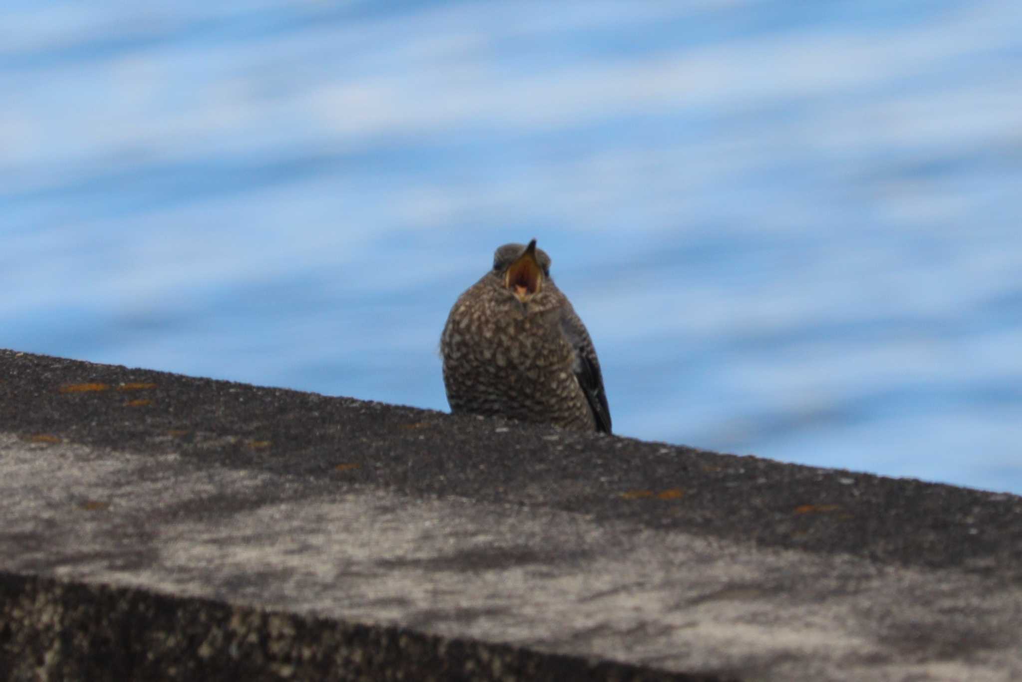 Blue Rock Thrush