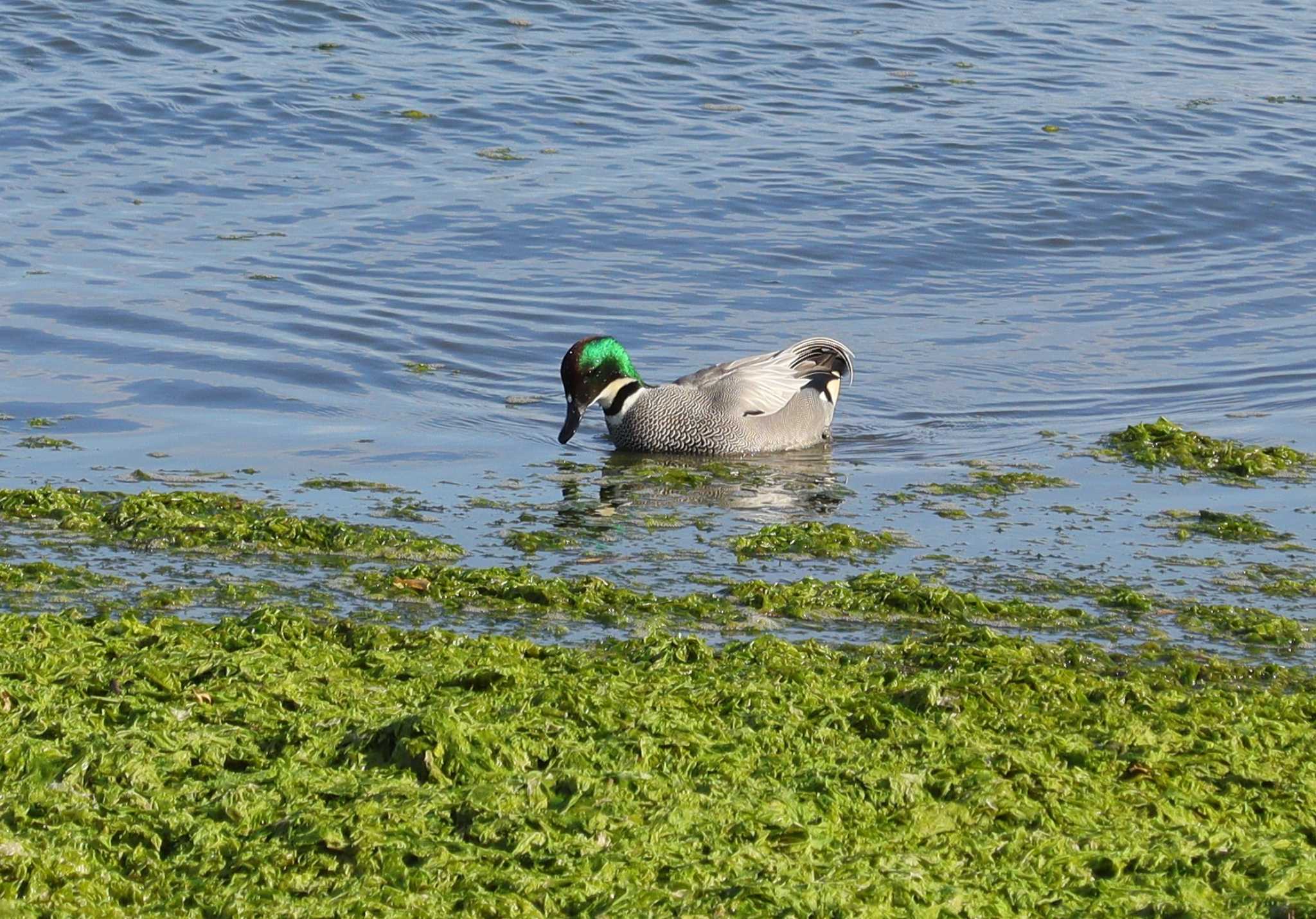 Falcated Duck