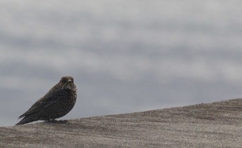 Blue Rock Thrush Gonushi Coast Sun, 1/21/2024