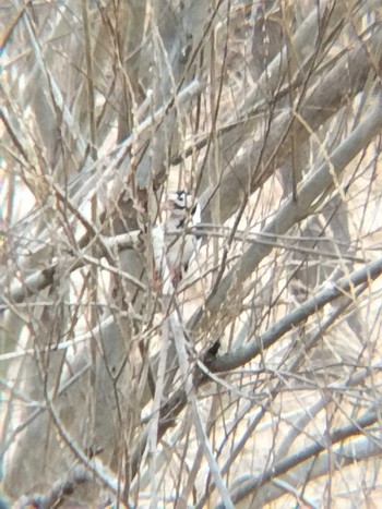 2024年1月13日(土) 芝川第一調節池(芝川貯水池)の野鳥観察記録