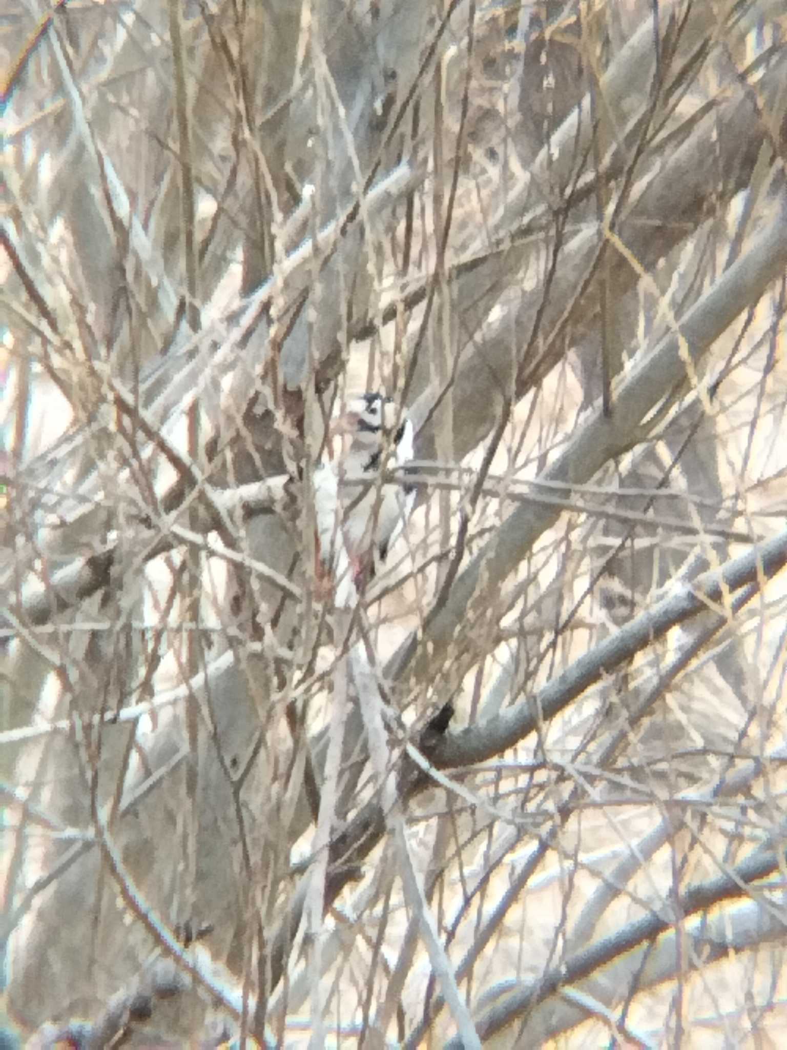 Great Spotted Woodpecker