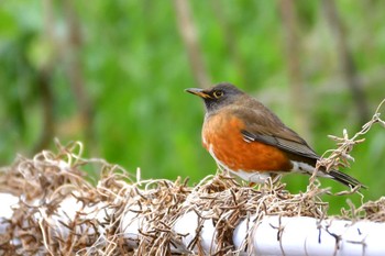 Brown-headed Thrush Unknown Spots Sat, 1/20/2024