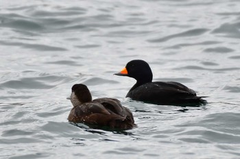 Black Scoter 平磯漁港 Sat, 1/20/2024