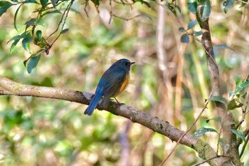 Red-flanked Bluetail 海上の森 Fri, 1/19/2024