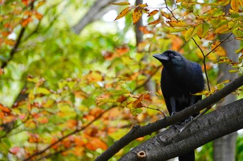 ハシボソガラス 東京都S公園 2018年11月10日(土)