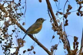 Red-flanked Bluetail 海上の森 Fri, 1/19/2024