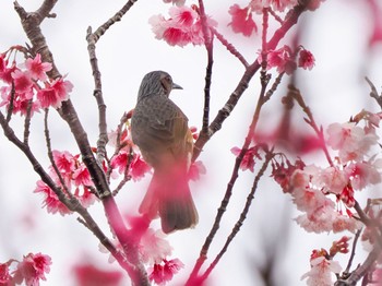 Brown-eared Bulbul(ogawae) Amami Island(General) Sat, 1/20/2024