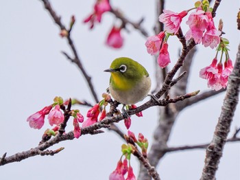 Japanese White-eye(loochooensis) Amami Island(General) Sat, 1/20/2024