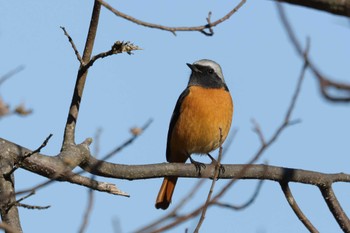 Daurian Redstart きずきの森(北雲雀きずきの森) Wed, 1/17/2024