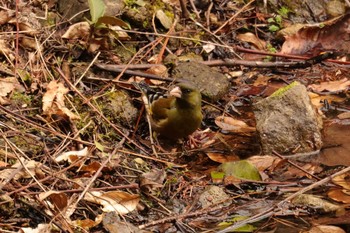 Grey-capped Greenfinch 兵庫県立ゆめさきの森公園 Sun, 1/21/2024