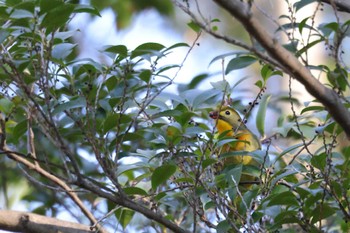 Red-billed Leiothrix きずきの森(北雲雀きずきの森) Wed, 1/17/2024