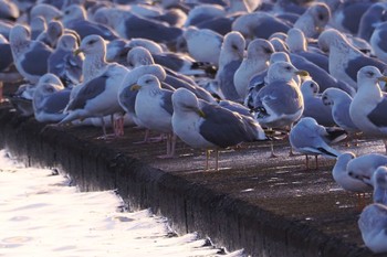 Lesser Black-backed Gull Sambanze Tideland Sat, 1/13/2024