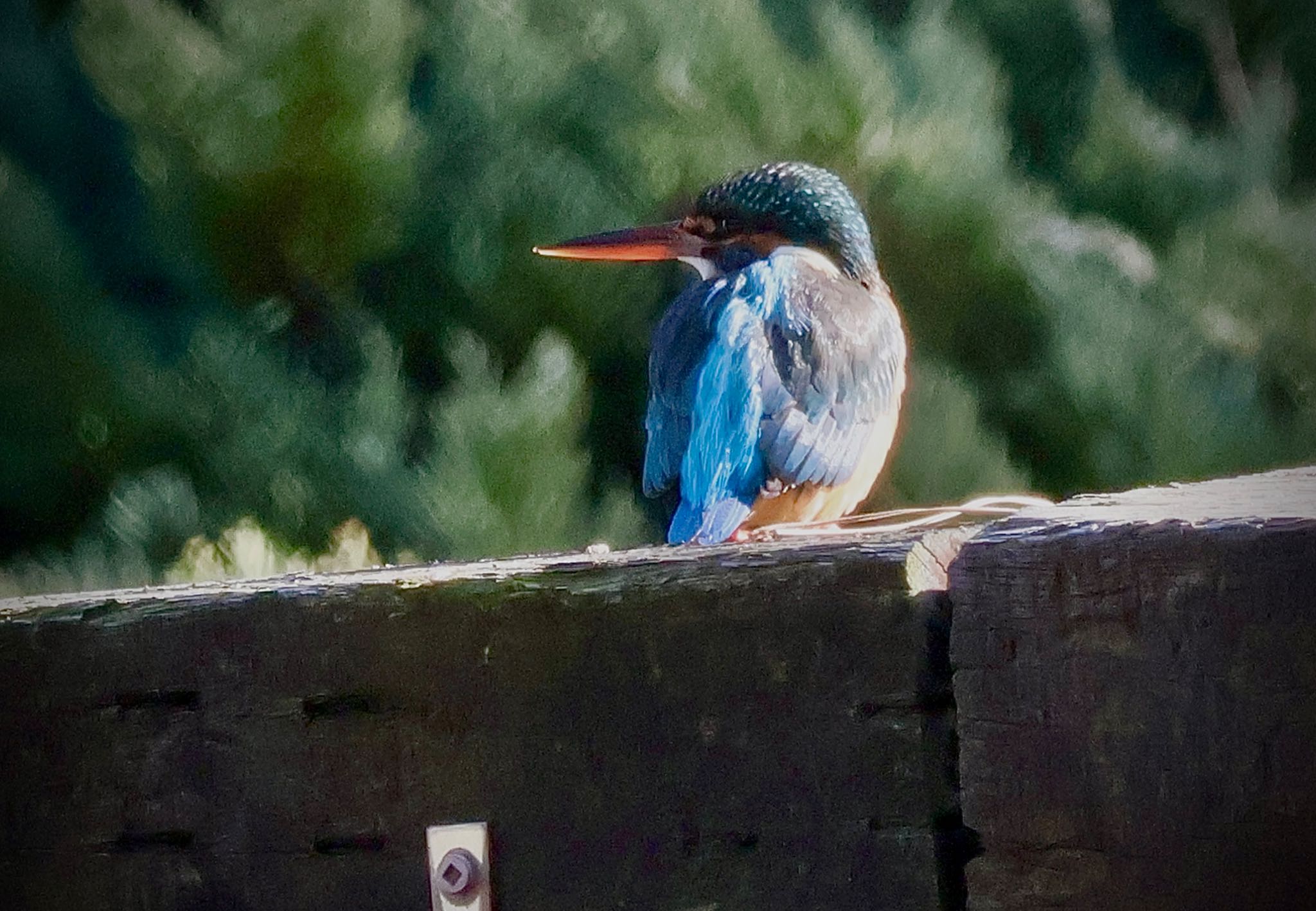 Common Kingfisher