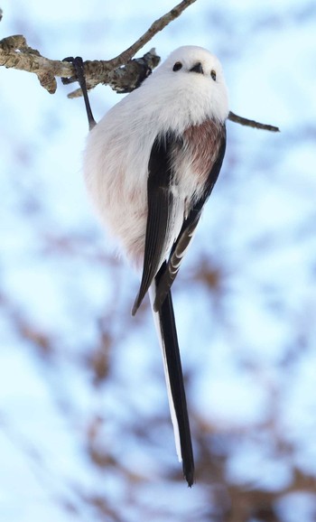 Long-tailed tit(japonicus) 明治公園(根室) Wed, 1/3/2024