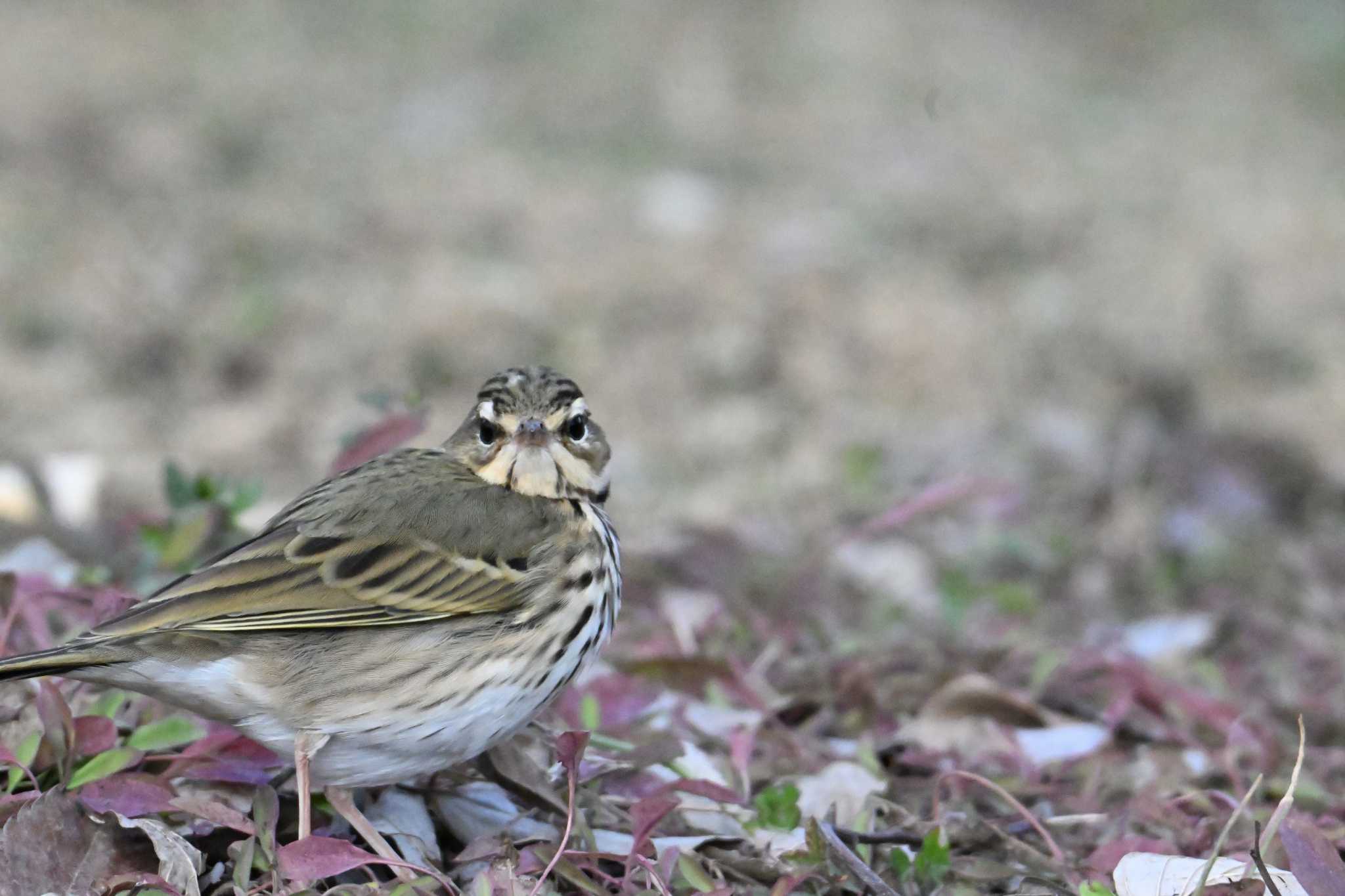 Olive-backed Pipit