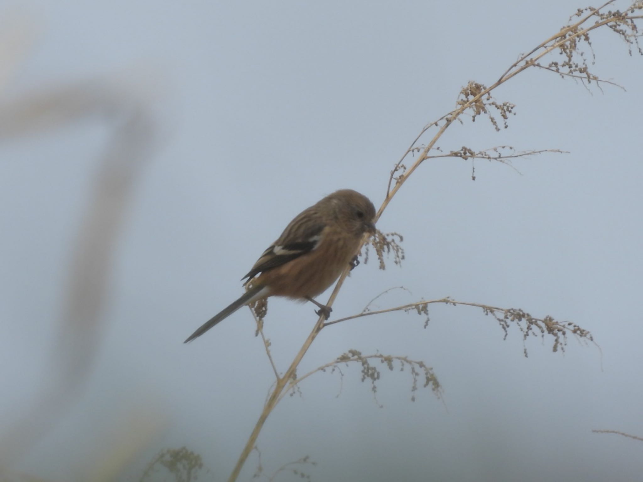 Siberian Long-tailed Rosefinch