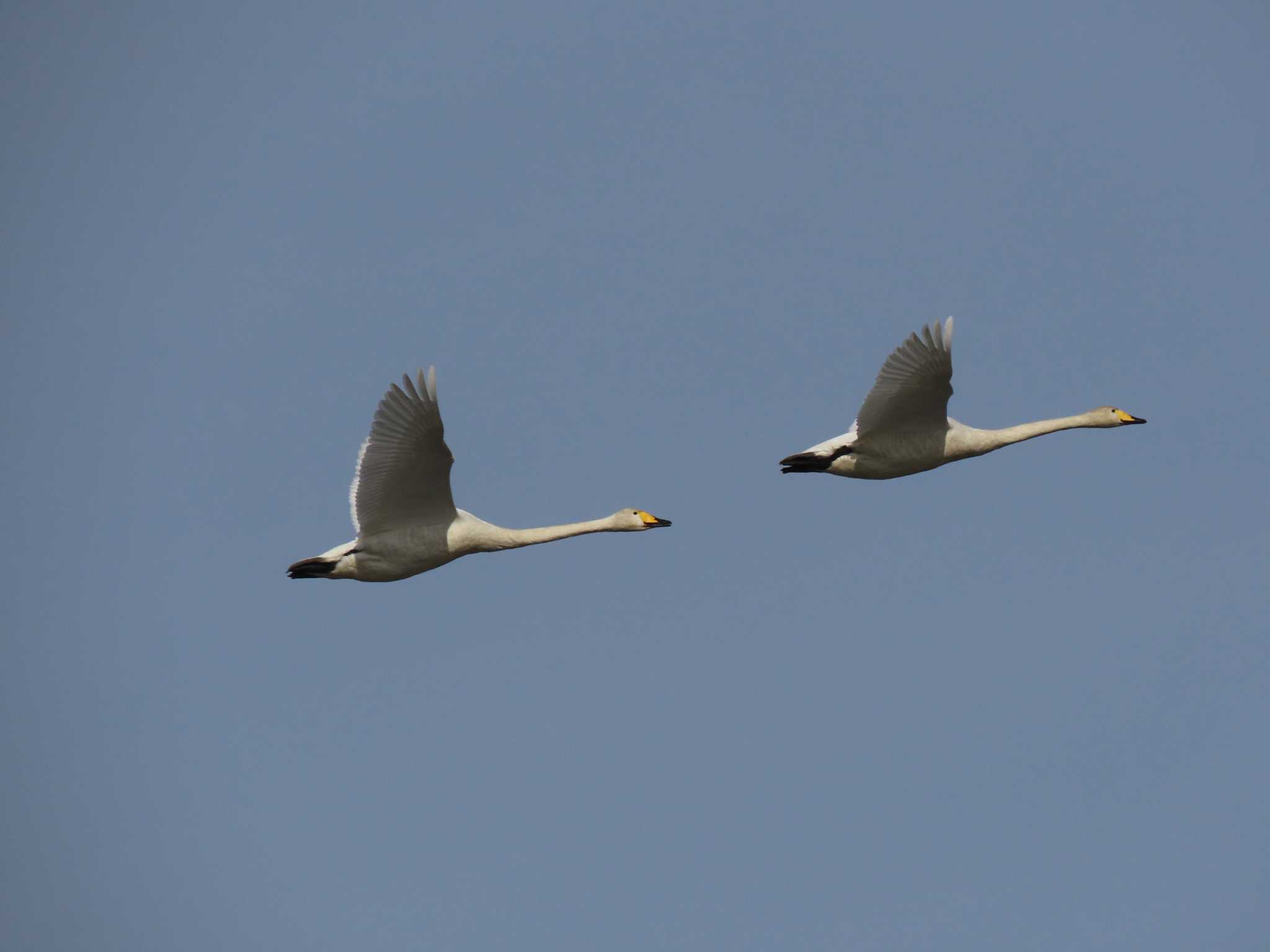 Whooper Swan