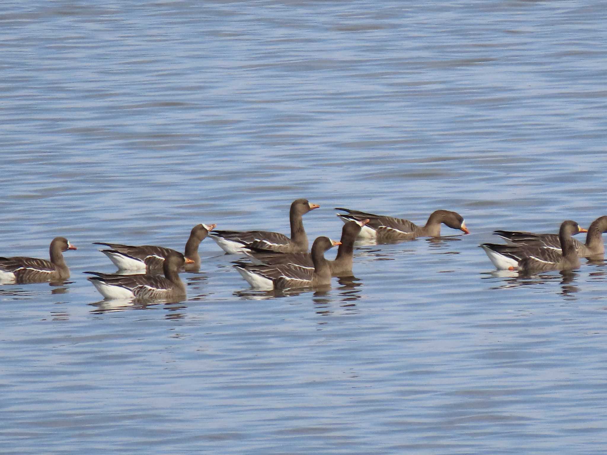 Greater White-fronted Goose