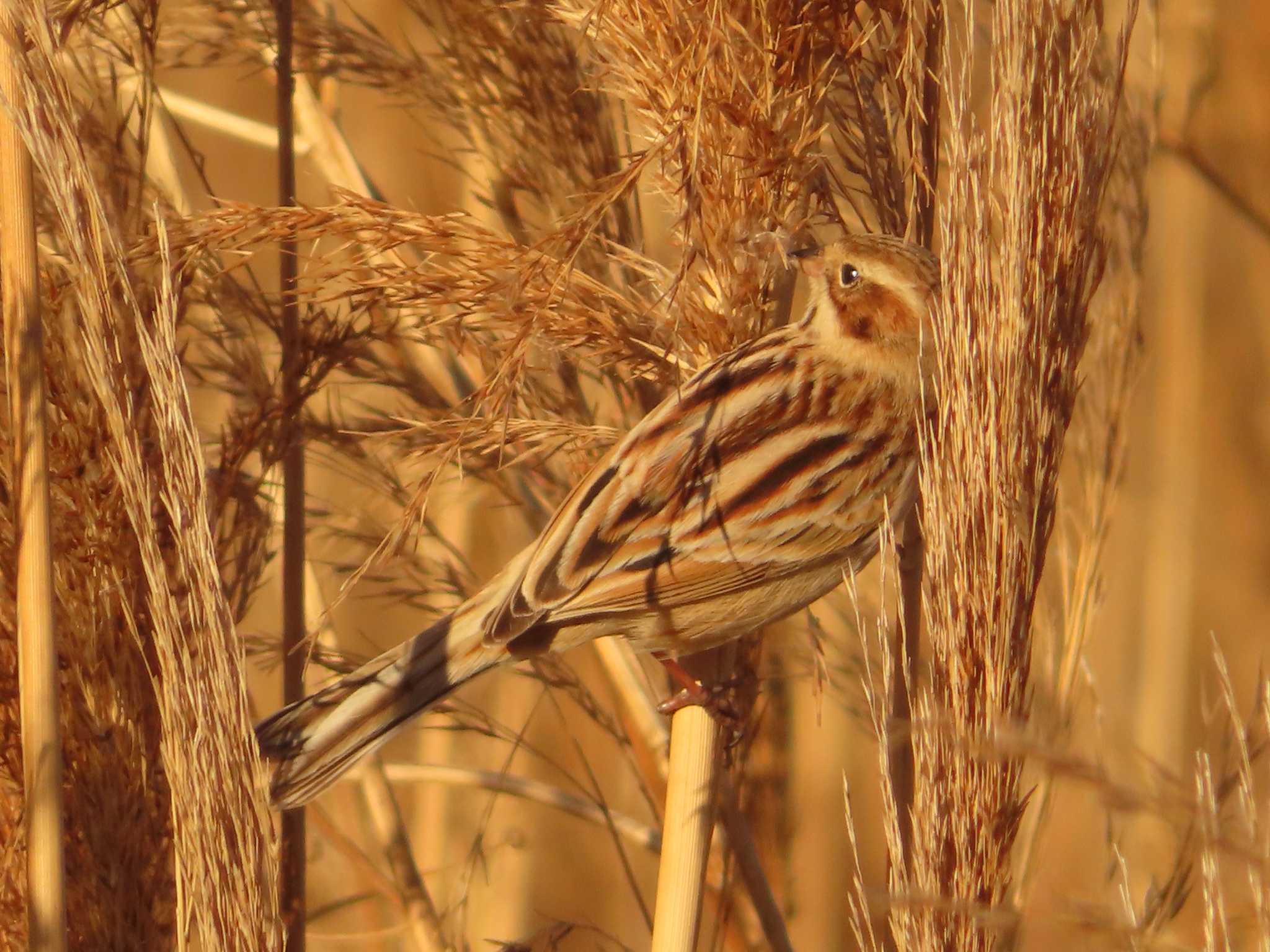 Photo of Pallas's Reed Bunting at 多摩川二ヶ領宿河原堰 by ゆ