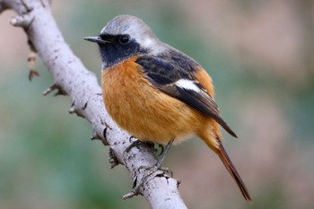 2024年1月20日(土) 秋ヶ瀬公園の野鳥観察記録