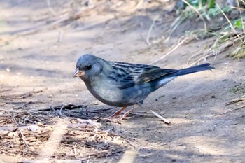 2024年1月17日(水) 浅羽ビオトープの野鳥観察記録