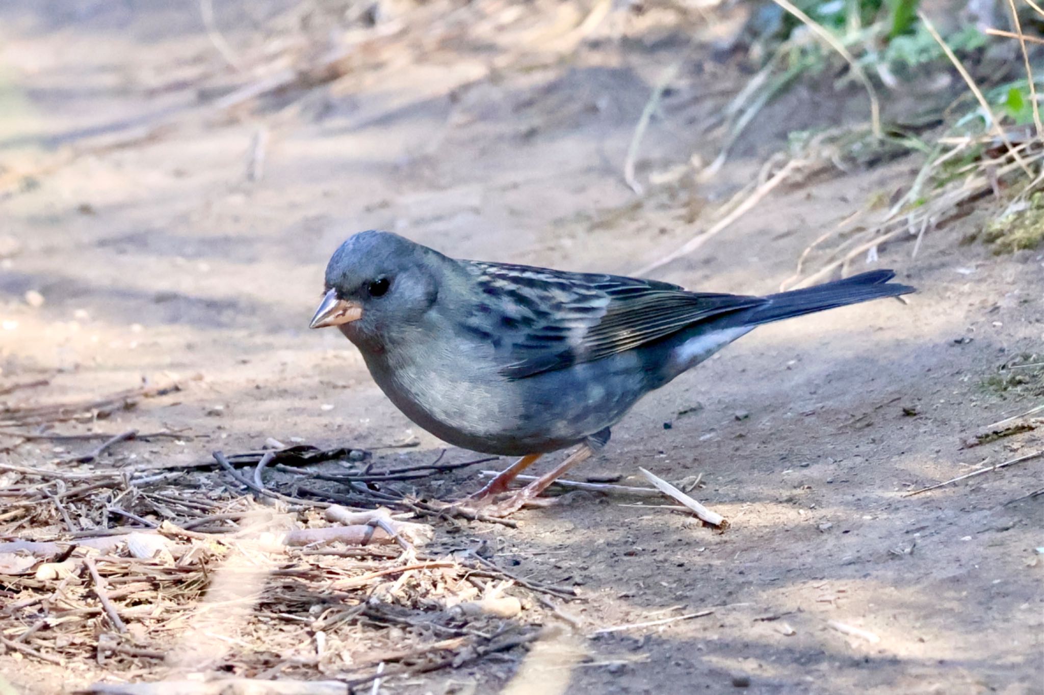 Grey Bunting