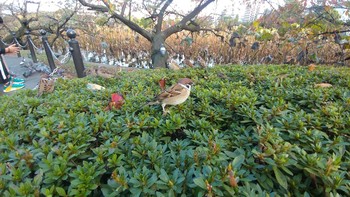 Sat, 11/10/2018 Birding report at Ueno Park