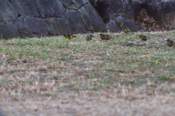 カワラヒワ 長浜公園 2024年1月6日(土)