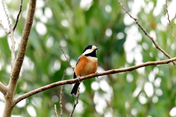 2018年11月10日(土) 三重県上野森林公園の野鳥観察記録