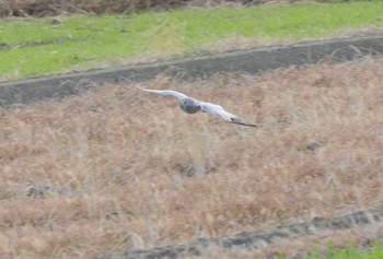 ハイイロチュウヒ 鍋田干拓地 2024年1月21日(日)