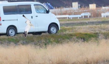 ハイイロチュウヒ 鍋田干拓地 2024年1月21日(日)