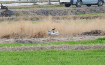 ハイイロチュウヒ 鍋田干拓地 2024年1月21日(日)