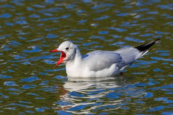 ユリカモメ 明石公園 2024年1月4日(木)