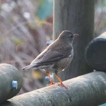 Pale Thrush 観音崎公園 Tue, 1/23/2024