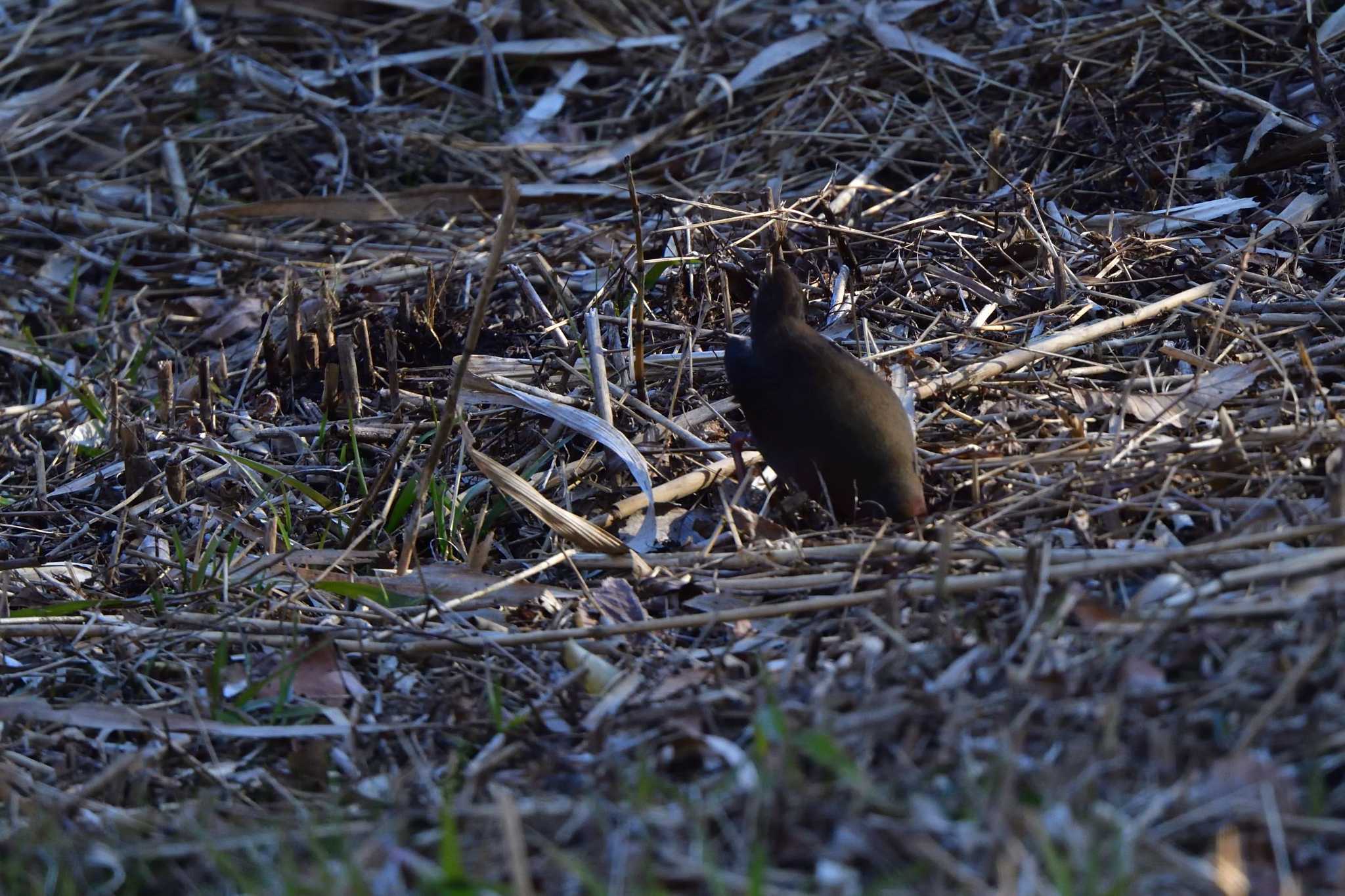 Ruddy-breasted Crake