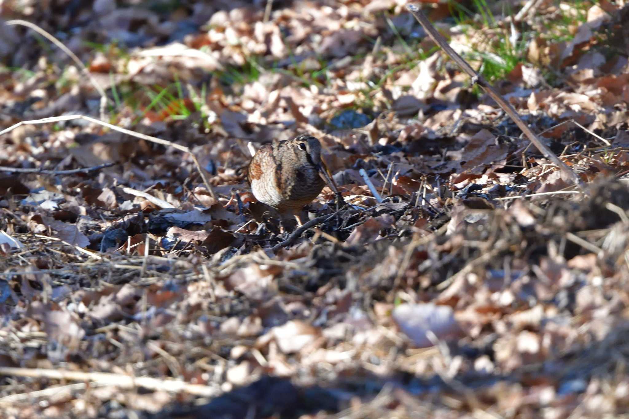 Eurasian Woodcock