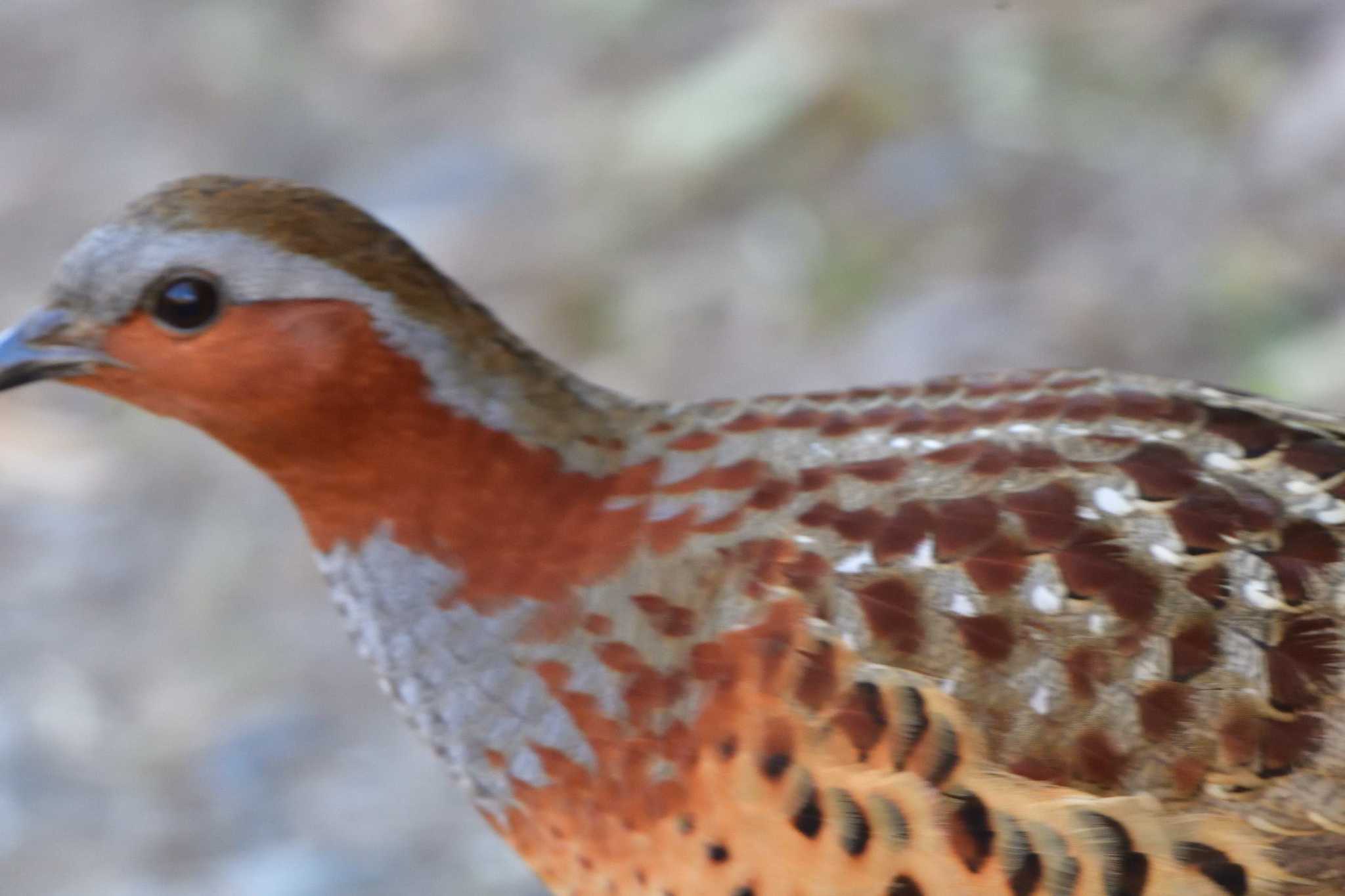 Chinese Bamboo Partridge