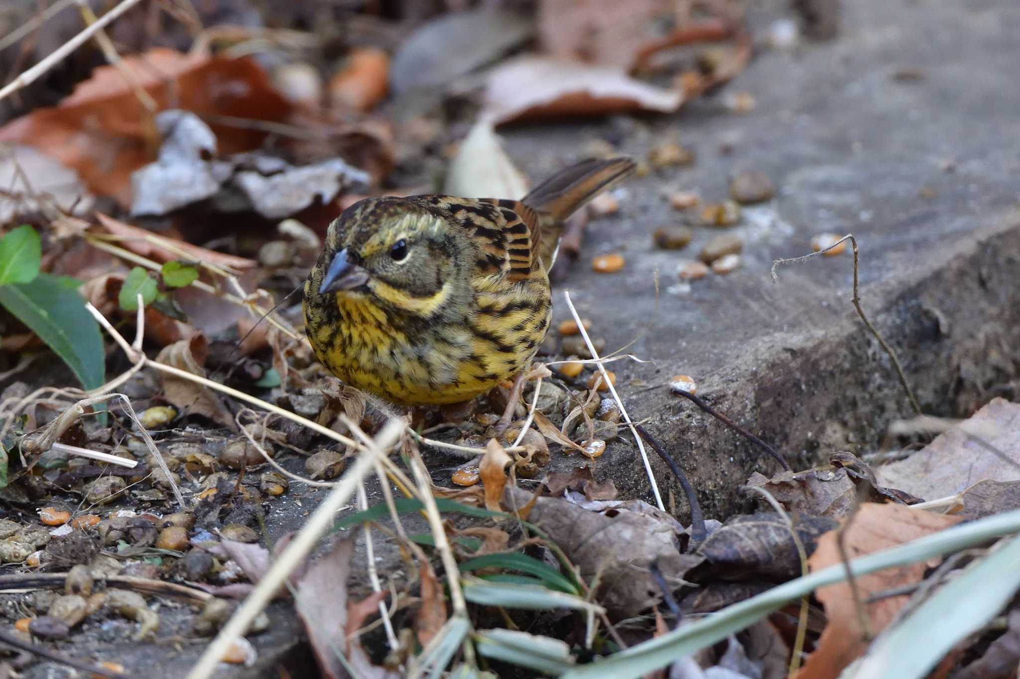 Masked Bunting