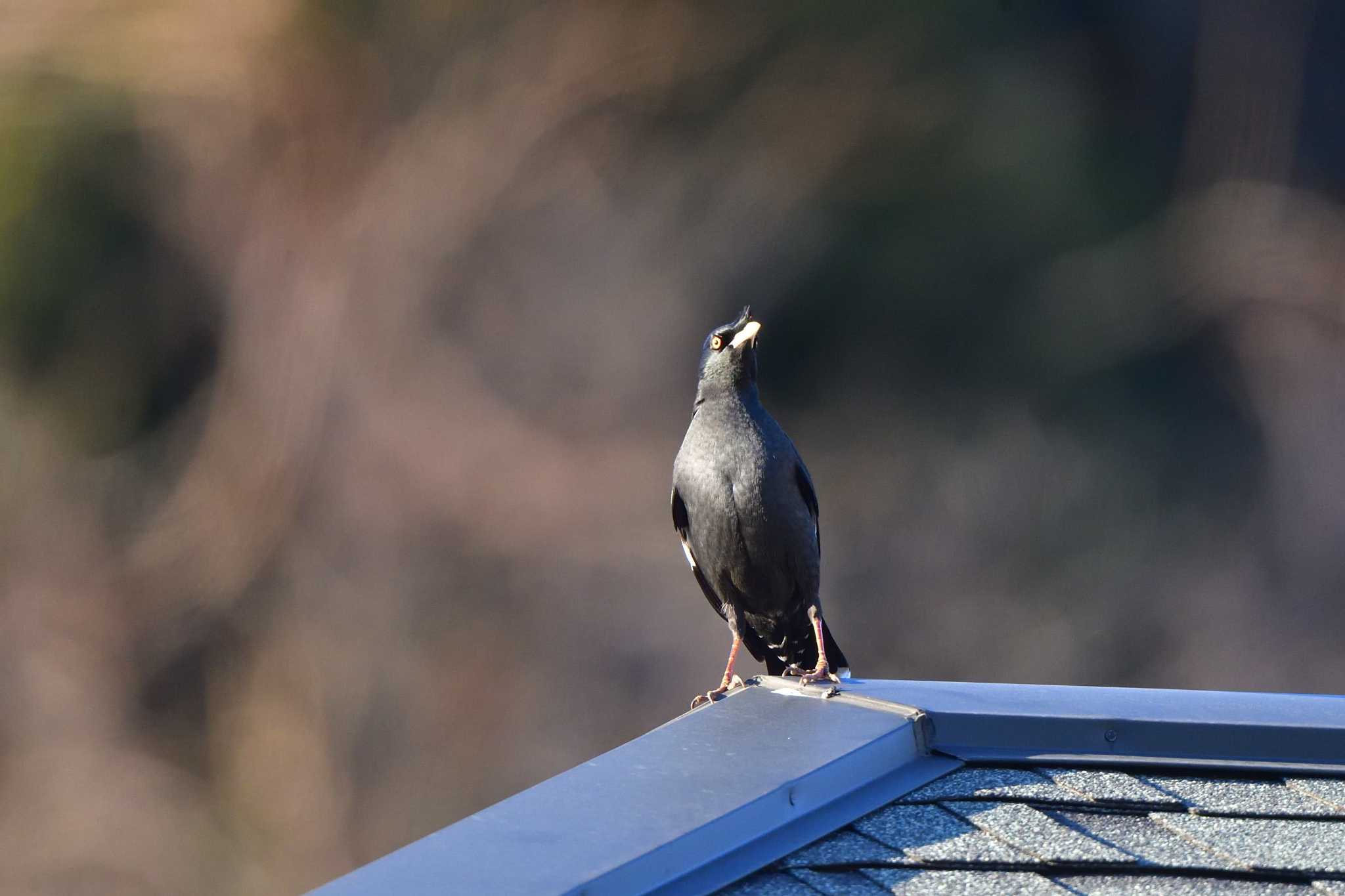 Crested Myna