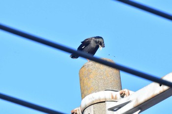 Crested Myna Maioka Park Fri, 1/12/2024