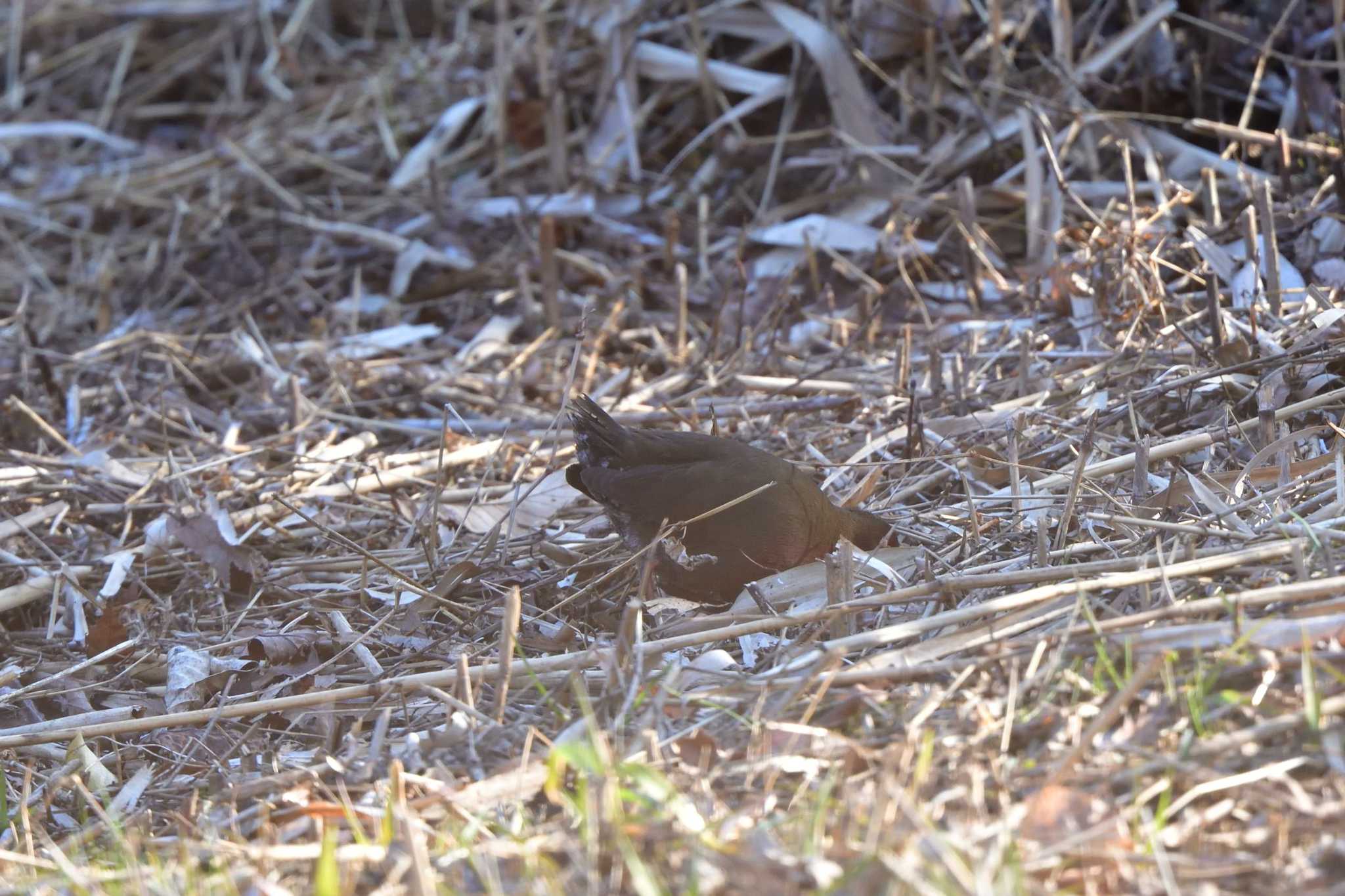 Ruddy-breasted Crake