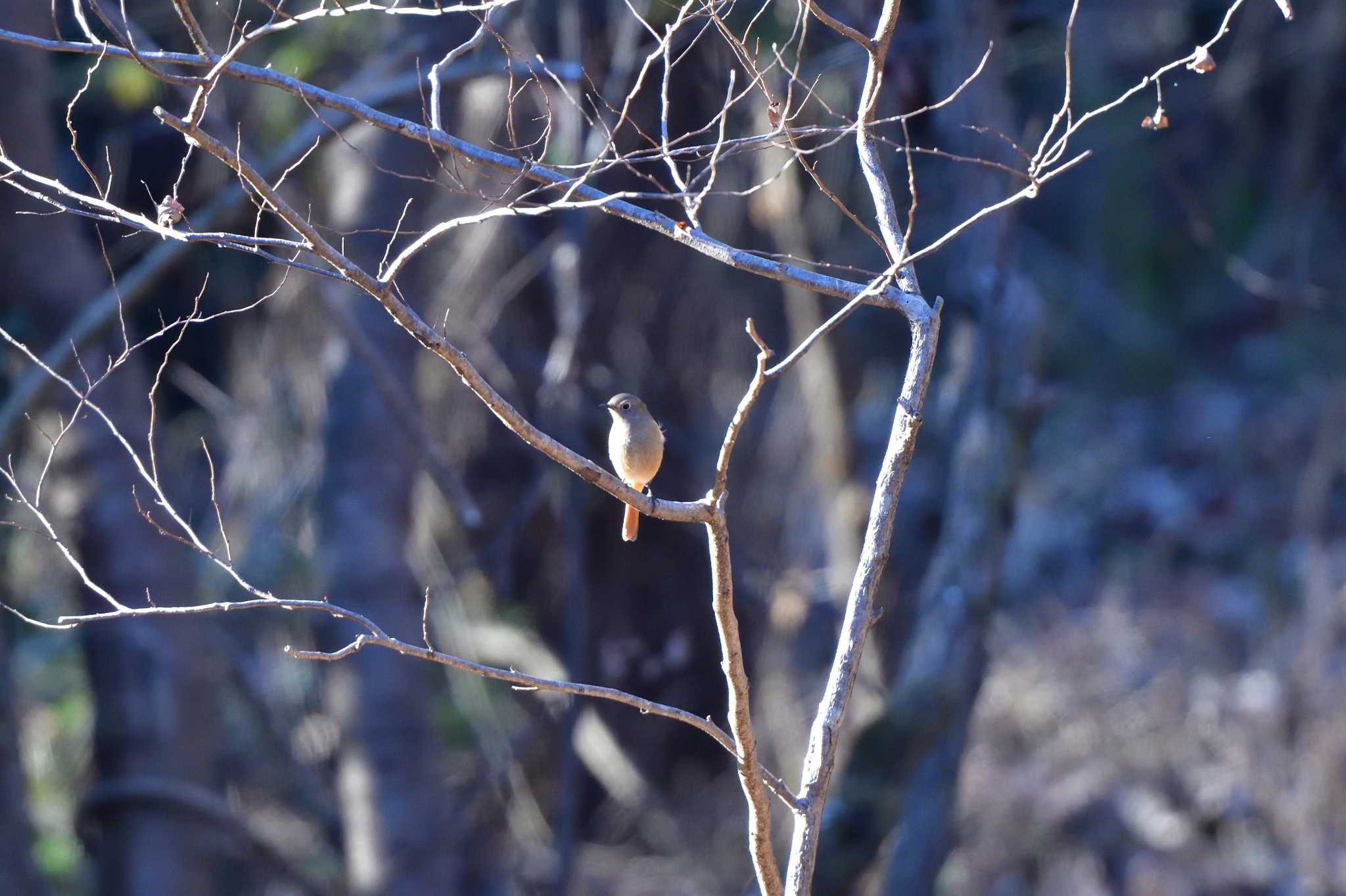 Daurian Redstart