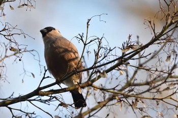 ウソ 舞岡公園 2024年1月12日(金)