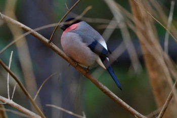 Fri, 1/12/2024 Birding report at Maioka Park