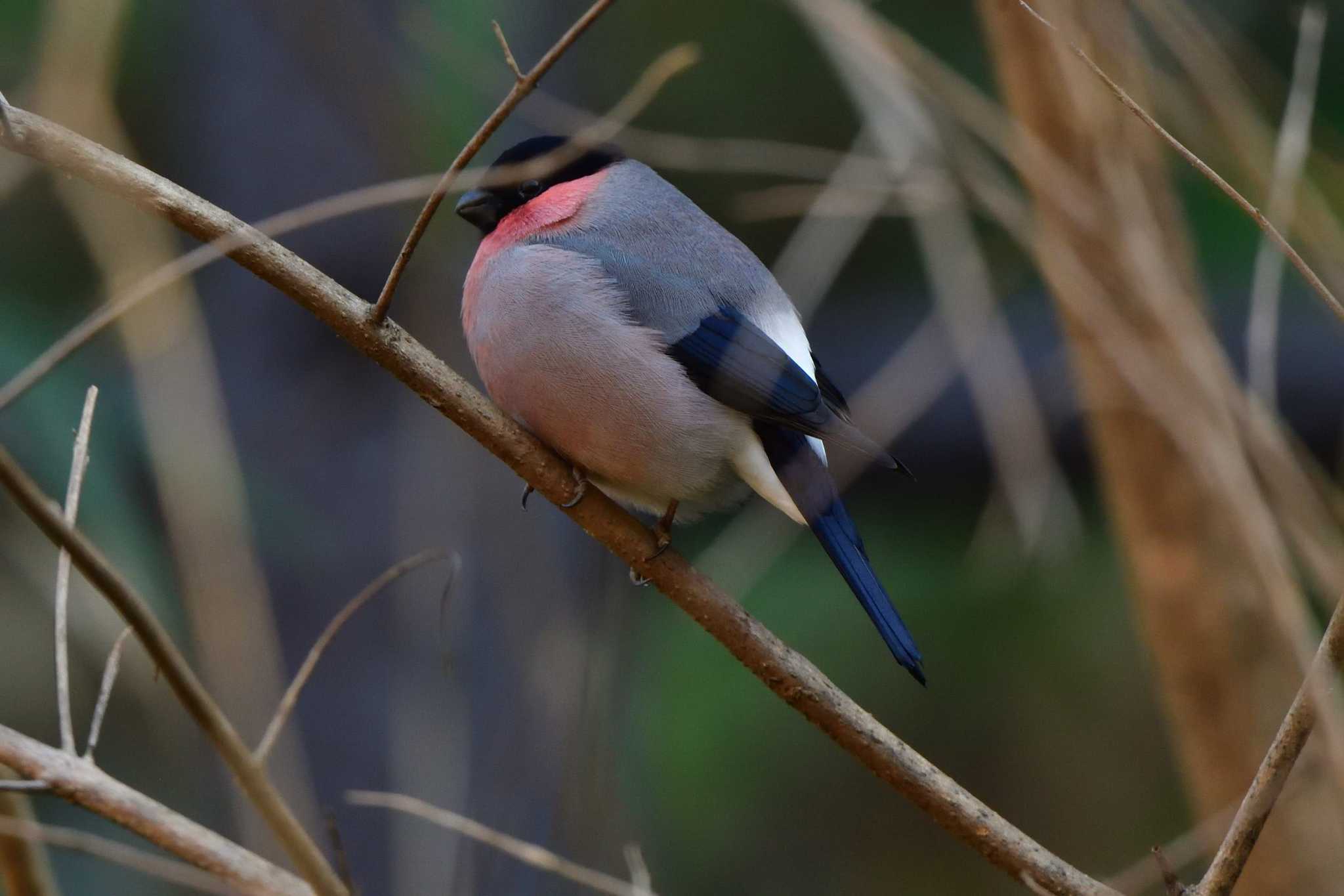 Eurasian Bullfinch