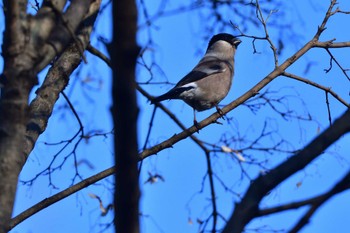 ウソ 舞岡公園 2024年1月12日(金)